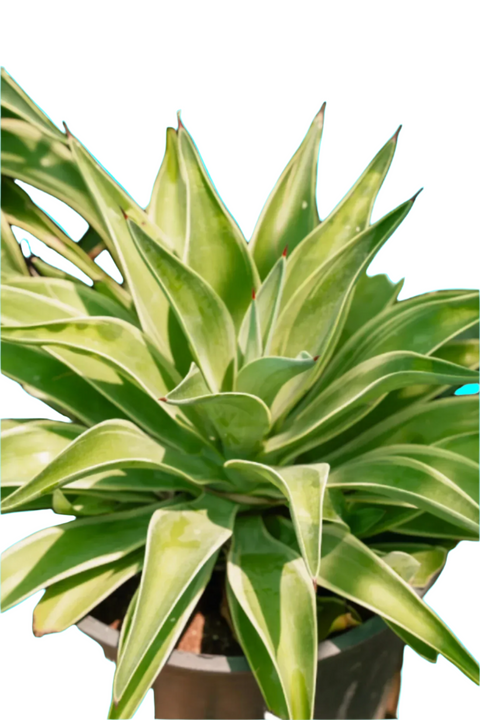 Agave