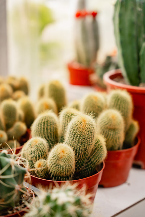 Cactus multiple heads