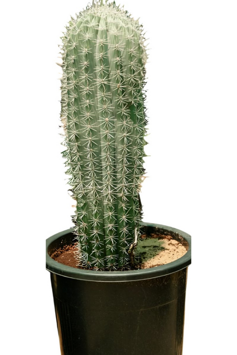 Cactus White Spikes