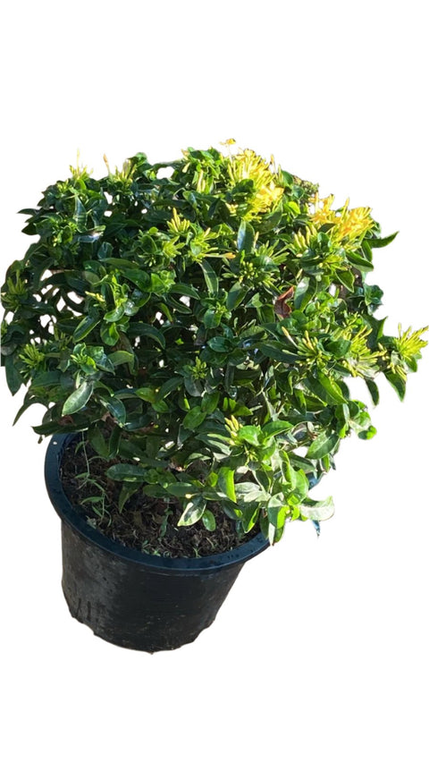 Ixora Plant (إكزورا)