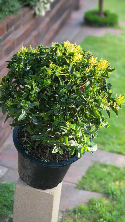 Ixora Plant (إكزورا)