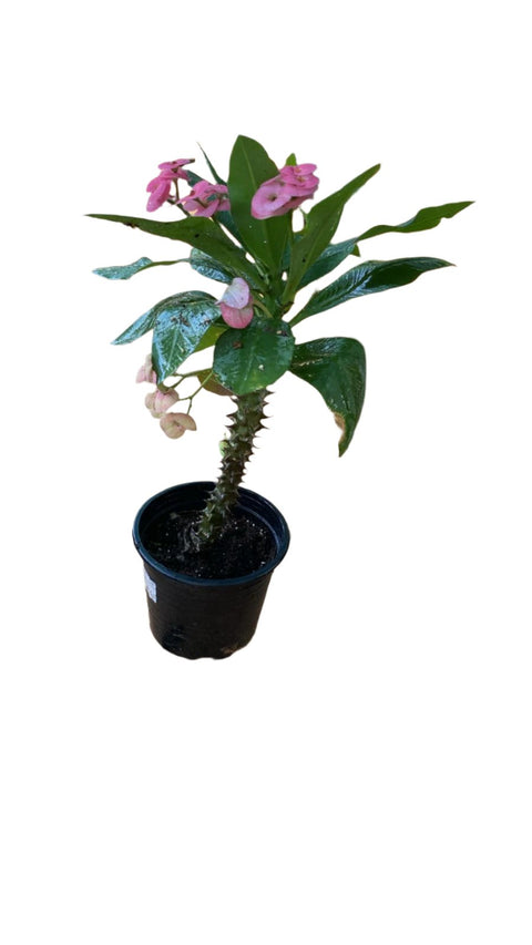 Euphorbia Plant (فربيون)