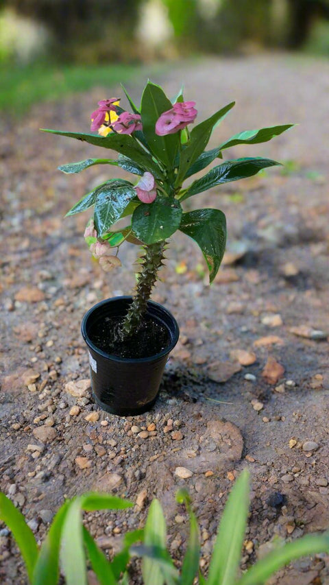 Euphorbia Plant (فربيون)