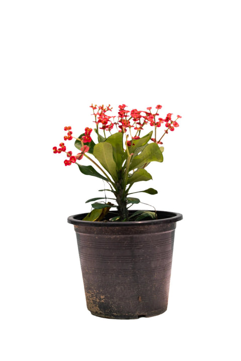 Euphorbia Red