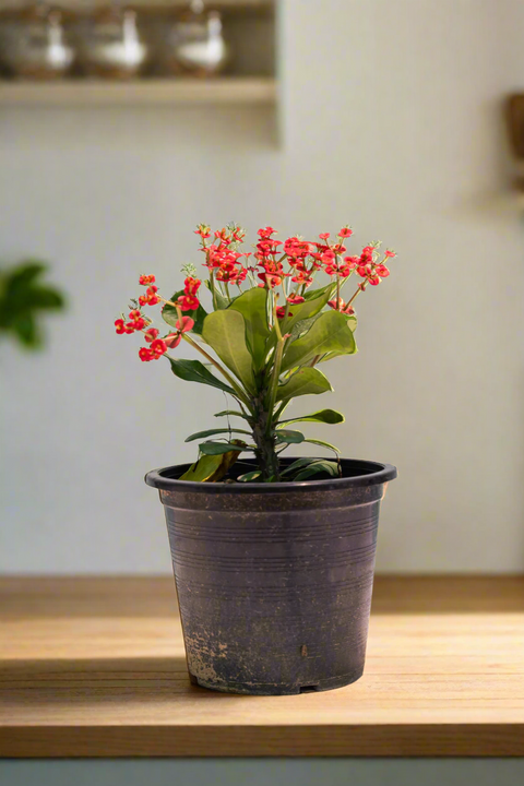 Euphorbia Red