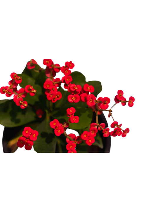 Euphorbia Red