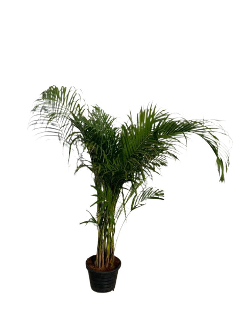 Areca Palm