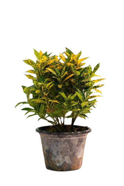 Croton Gold Dust