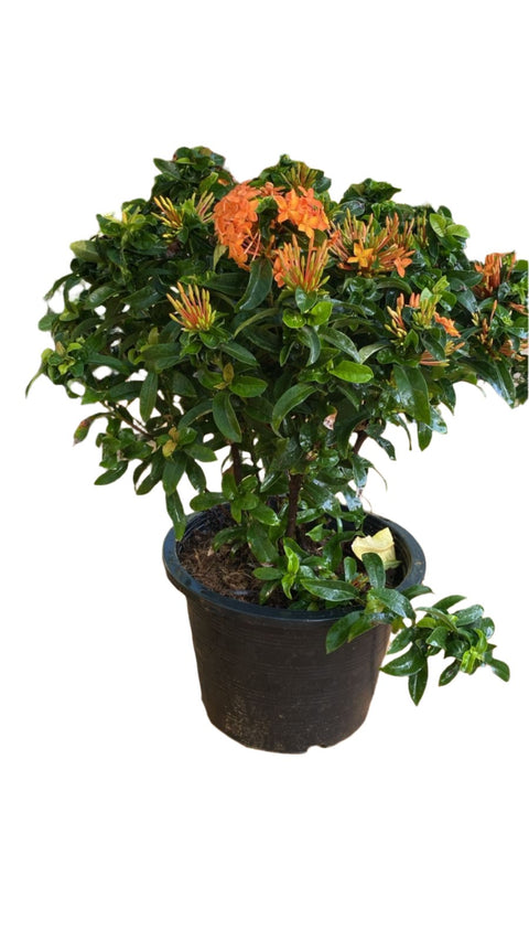 Ixora Plant - Orange