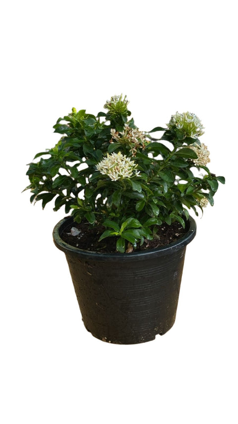 Ixora Plant (إكزورا)