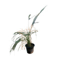 Pennisetum setaceum (الثيوم الشائك)