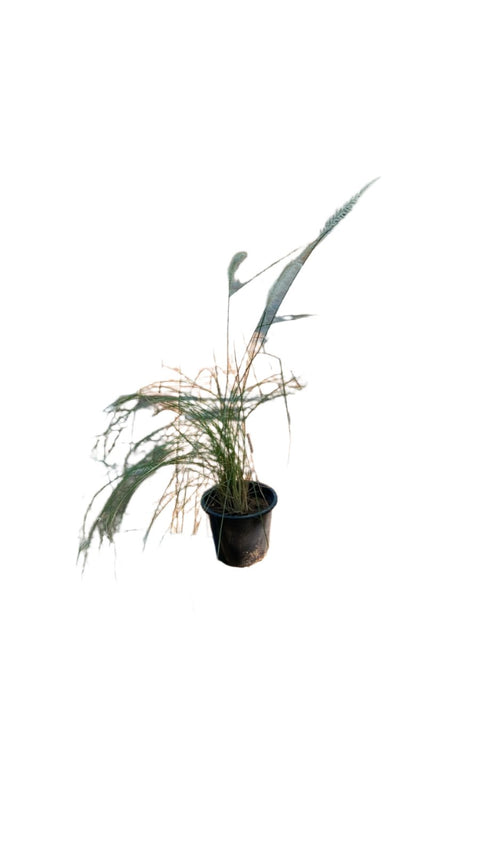 Pennisetum setaceum (الثيوم الشائك)