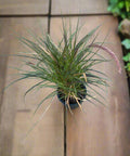 Purple Fountain Grass (الثيوم المشرقي)