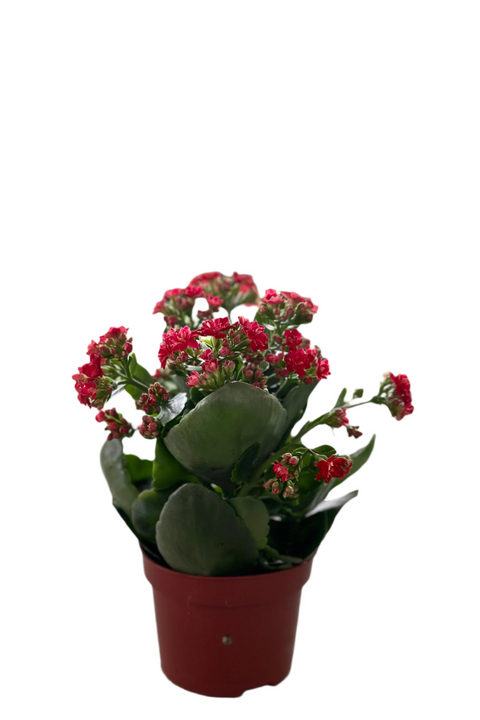 Red Kalanchoe