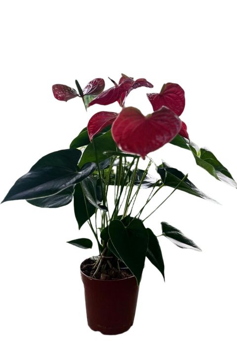 Red Anthurium andraeanum