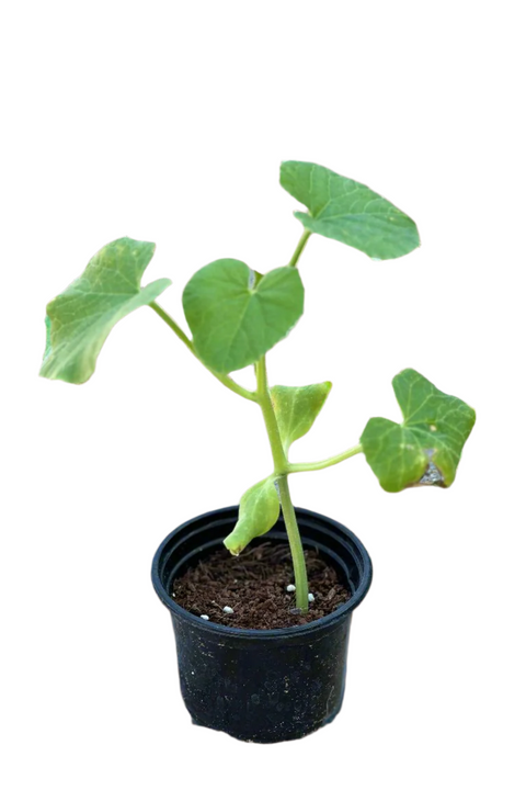 Cucumber Plant