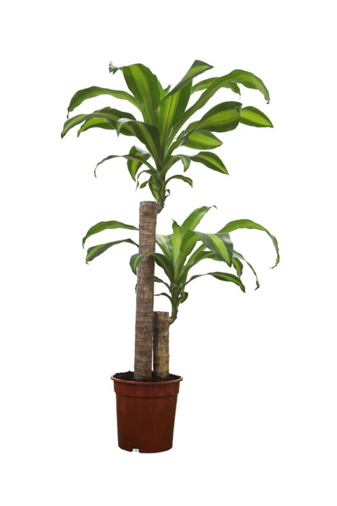 Dracaena fragrans