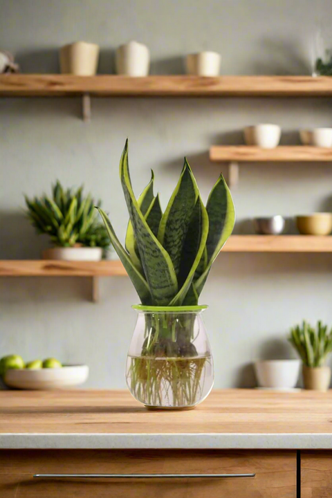 Snake plant