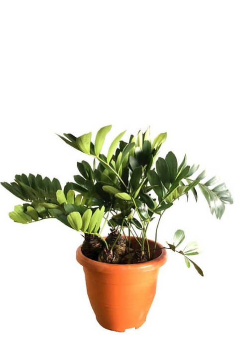 Zamia furfuracea