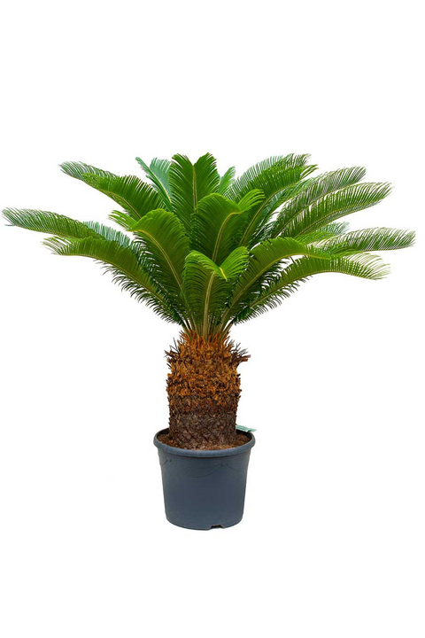 Cycas Revoluta