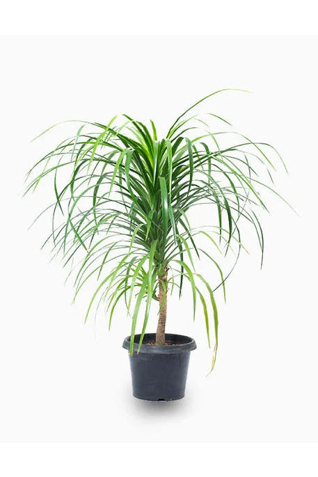 Dracaena Drago