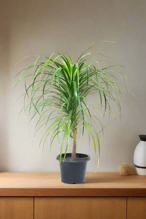 Dracaena Drago