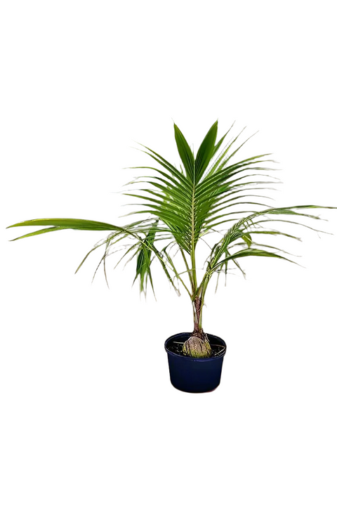 Coconut Palm