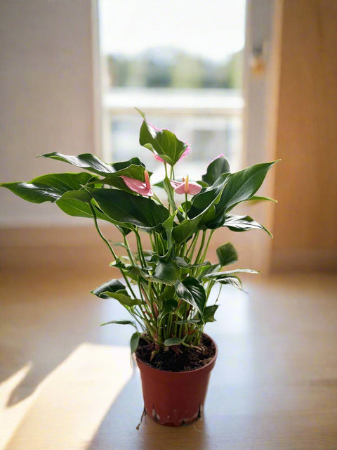 Pink Anthurium