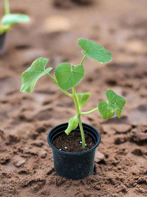 Cucumber Plant