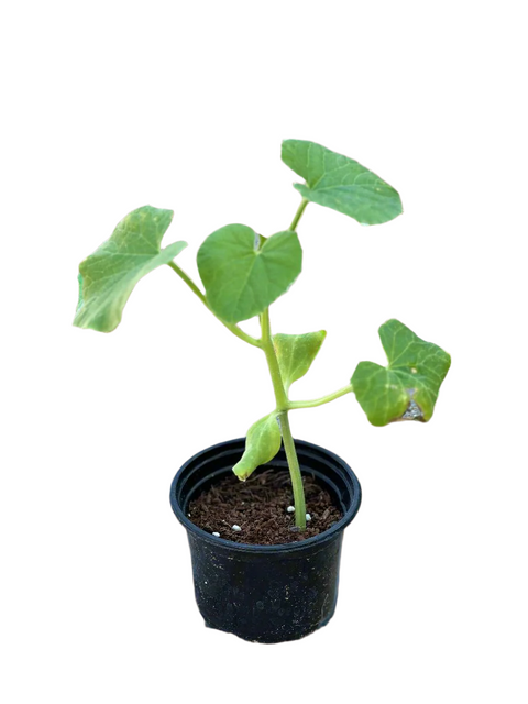 Cucumber Plant