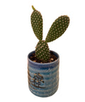 Bunny ears cactus