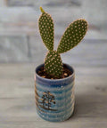 Bunny ears cactus