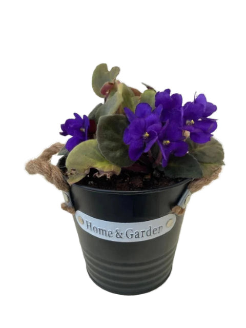 African Violet - Black pot