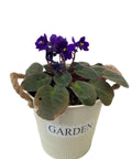 African Violet