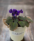 African Violet