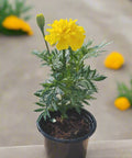  Marigold plant (الاقحوان) 