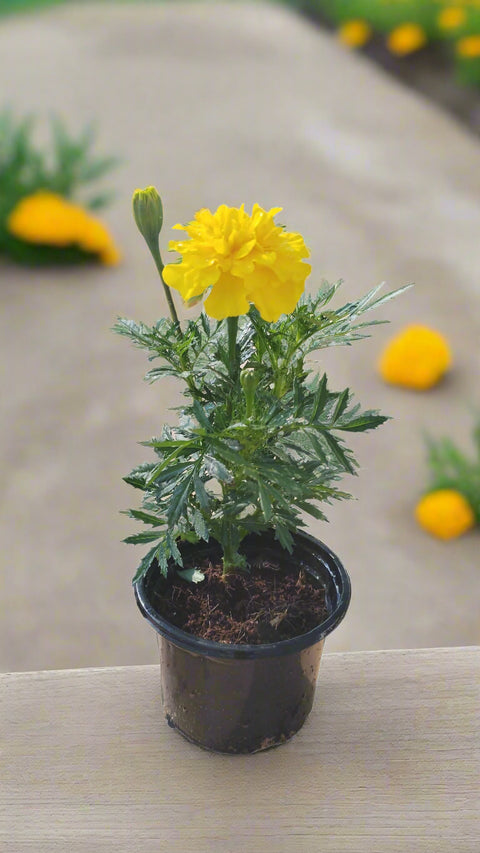  Marigold plant (الاقحوان) 