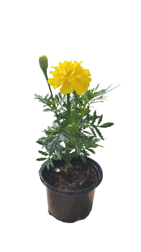 Marigold plant