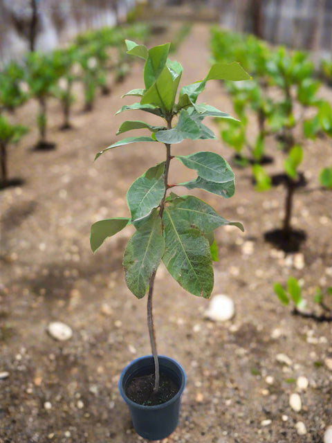 Almond Tree