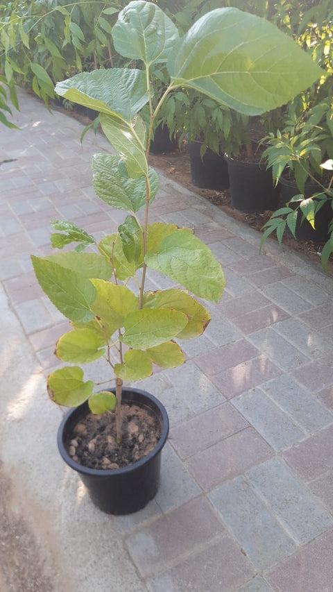 Berries Plant