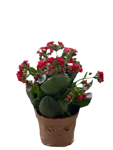 Red Kalanchoe