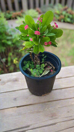 Euphorbia Plant (فربيون)