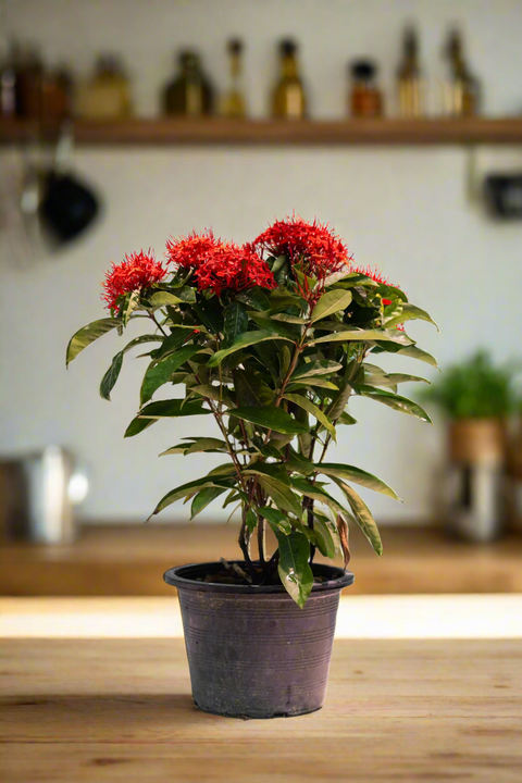 Ixora