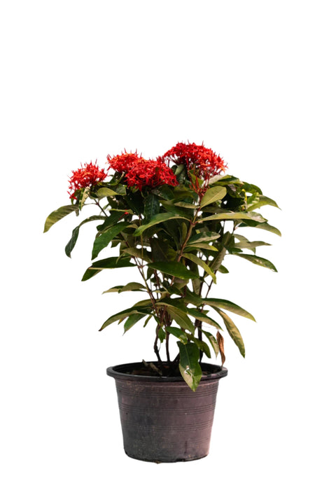 Ixora