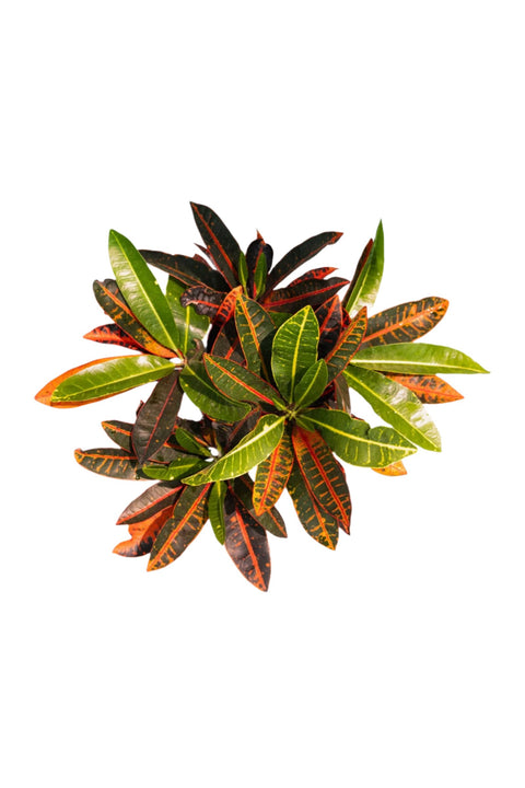 Croton Petra