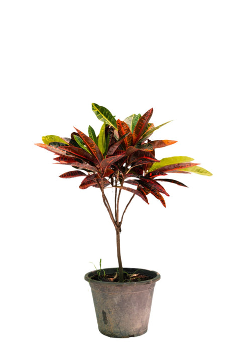 Croton Petra