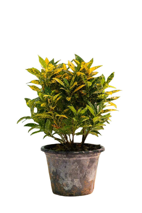 Croton Gold Dust