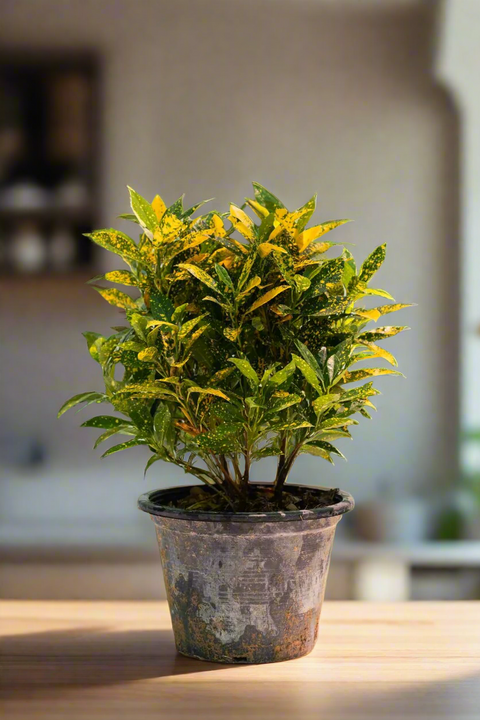 Croton Gold Dust