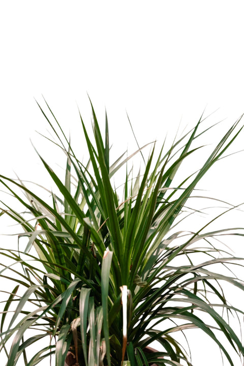 Dracaena Drago