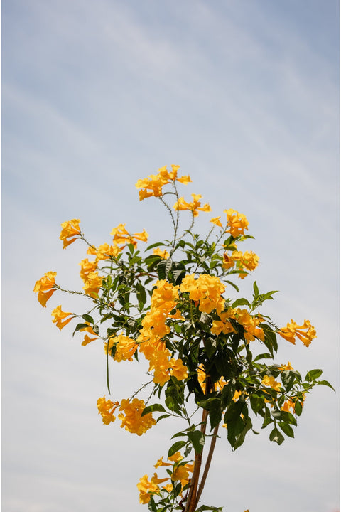 Tecoma Stan Flower